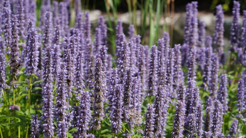 Die 21 besten mehrjährigen Kräuter für einen nachhaltigen essbaren Garten 