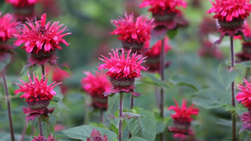 Die 21 besten mehrjährigen Kräuter für einen nachhaltigen essbaren Garten 