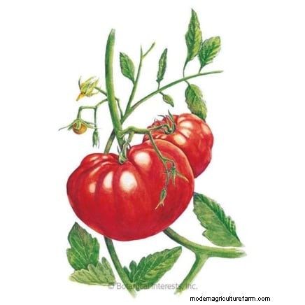 Kweek gigantische tomaten:5 bewezen tips voor overvloedige oogsten 