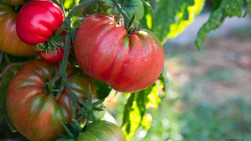 Kweek gigantische tomaten:5 bewezen tips voor overvloedige oogsten 