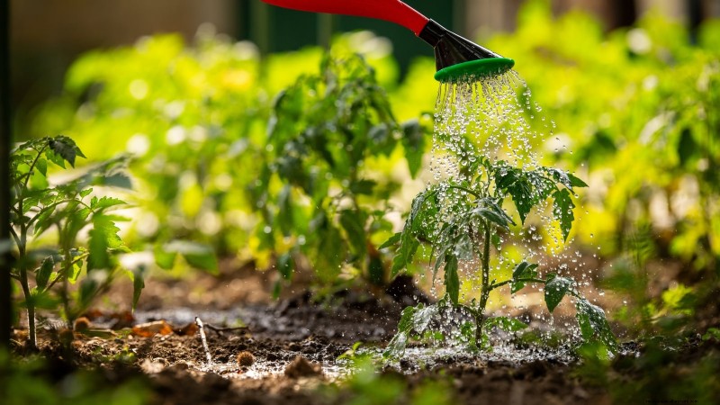 Kweek gigantische tomaten:5 bewezen tips voor overvloedige oogsten 