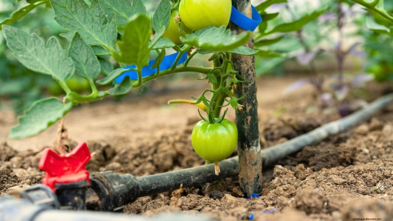 Kweek gigantische tomaten:5 bewezen tips voor overvloedige oogsten 