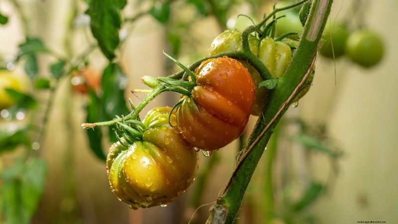 Kweek gigantische tomaten:5 bewezen tips voor overvloedige oogsten 