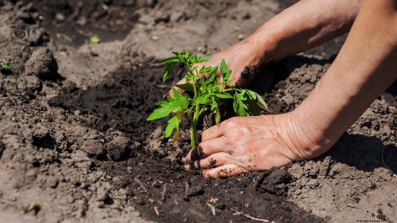 Kweek gigantische tomaten:5 bewezen tips voor overvloedige oogsten 