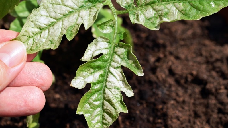 Kweek gigantische tomaten:5 bewezen tips voor overvloedige oogsten 