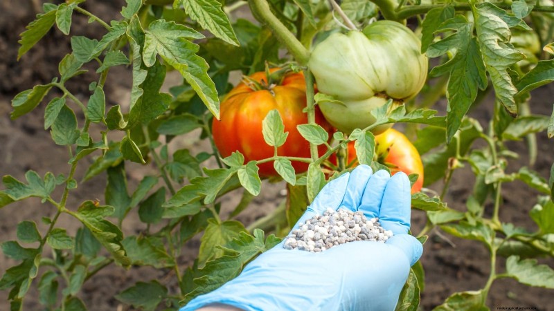 Kweek gigantische tomaten:5 bewezen tips voor overvloedige oogsten 