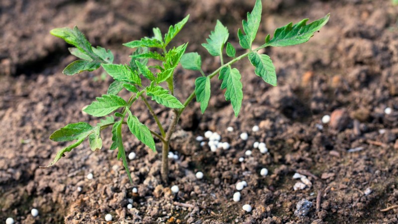 Kweek gigantische tomaten:5 bewezen tips voor overvloedige oogsten 