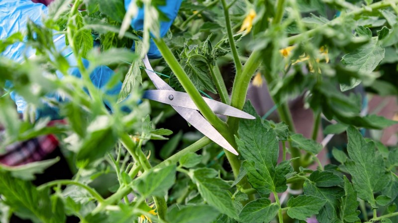 Kweek gigantische tomaten:5 bewezen tips voor overvloedige oogsten 