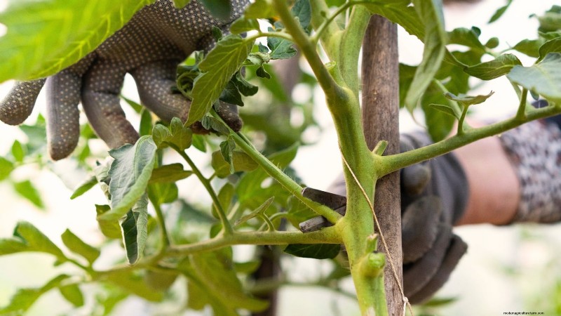 Kweek gigantische tomaten:5 bewezen tips voor overvloedige oogsten 