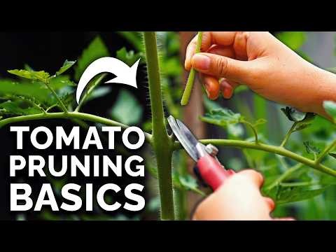 Kweek gigantische tomaten:5 bewezen tips voor overvloedige oogsten 