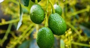 Grow Pancho Avocado:gids voor planten, verzorgen en oogsten 