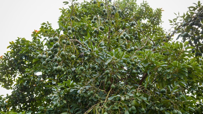 パンチョ アボカドの栽培:植え付け、手入れ、収穫ガイド 