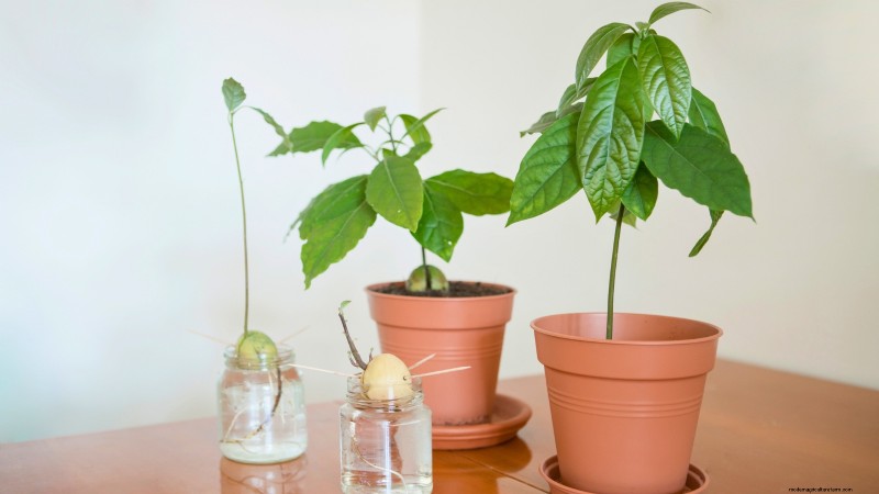 パンチョ アボカドの栽培:植え付け、手入れ、収穫ガイド 