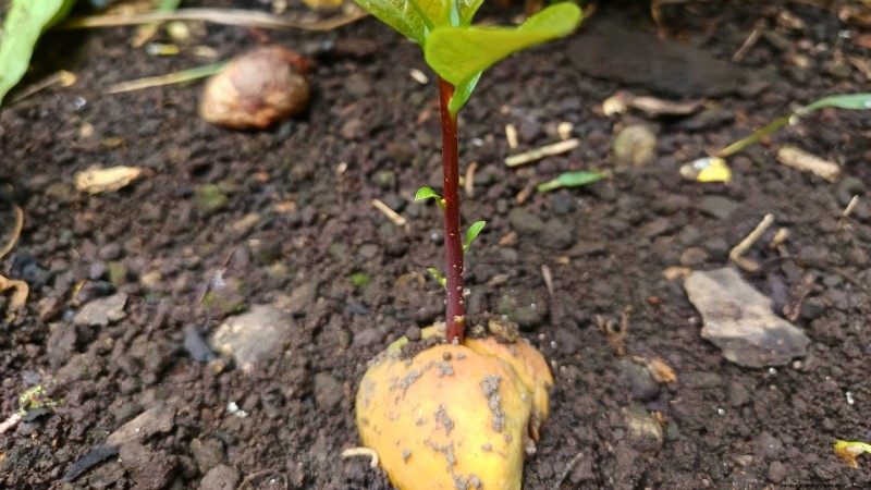 パンチョ アボカドの栽培:植え付け、手入れ、収穫ガイド 
