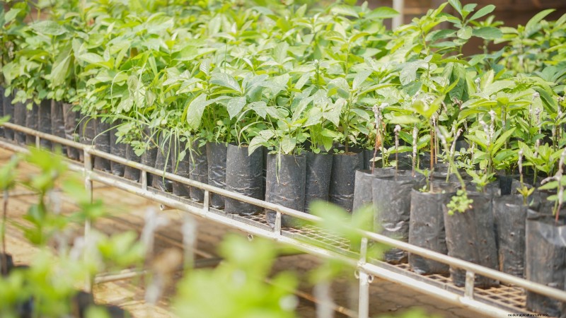 パンチョ アボカドの栽培:植え付け、手入れ、収穫ガイド 