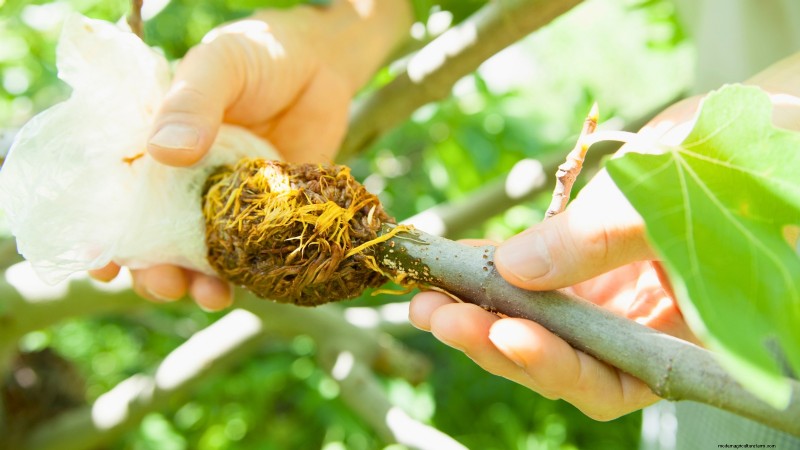 パンチョ アボカドの栽培:植え付け、手入れ、収穫ガイド 