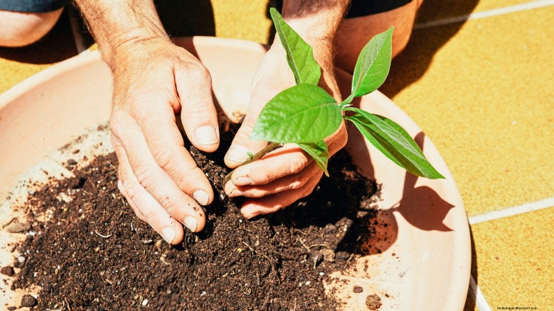 パンチョ アボカドの栽培:植え付け、手入れ、収穫ガイド 