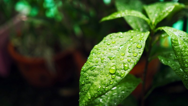 パンチョ アボカドの栽培:植え付け、手入れ、収穫ガイド 