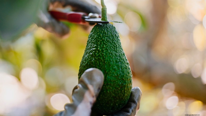 パンチョ アボカドの栽培:植え付け、手入れ、収穫ガイド 