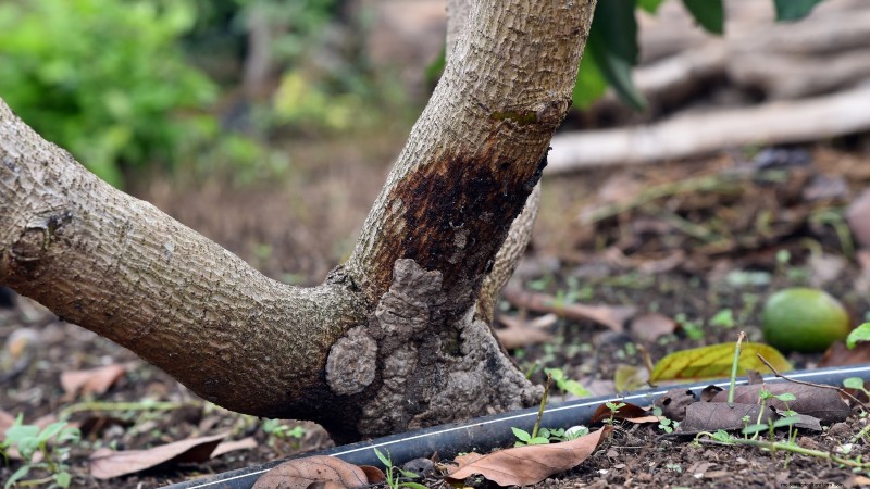 パンチョ アボカドの栽培:植え付け、手入れ、収穫ガイド 