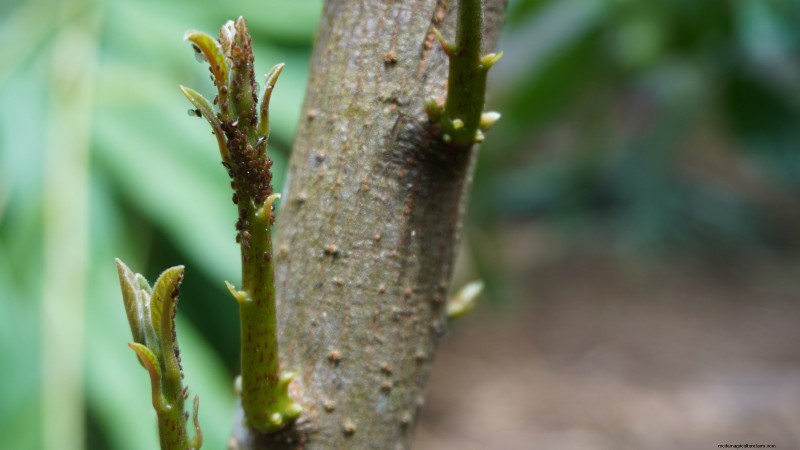 パンチョ アボカドの栽培:植え付け、手入れ、収穫ガイド 