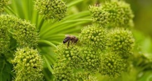 Growing Angelica:een uitgebreide gids voor planten, verzorgen en oogsten 