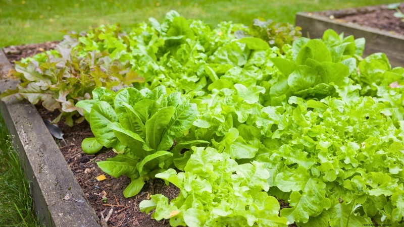 Salat in Hochbeeten anbauen:Ein Leitfaden für Anfänger 