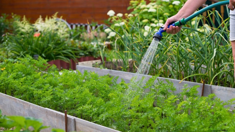 Perfekte Karotten anbauen:5 Expertentipps für Hochbeete 