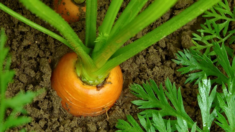Perfekte Karotten anbauen:5 Expertentipps für Hochbeete 