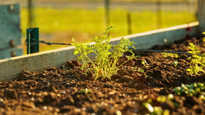 Perfekte Karotten anbauen:5 Expertentipps für Hochbeete 