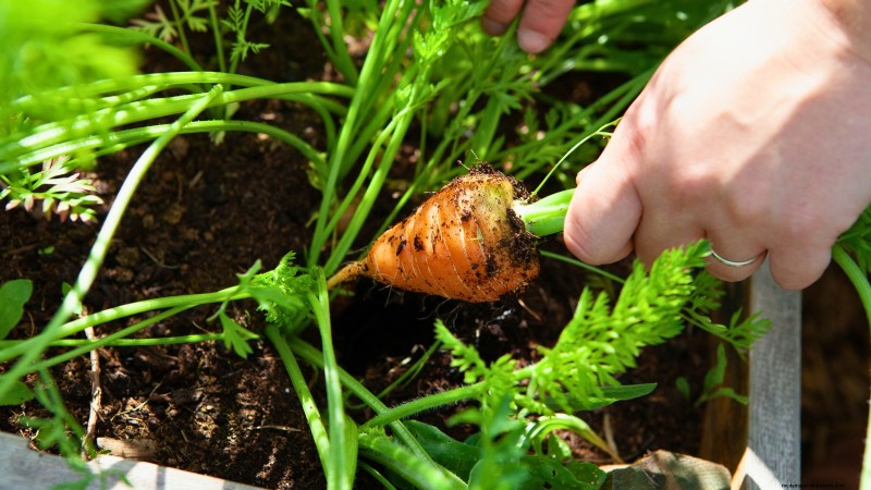 Perfekte Karotten anbauen:5 Expertentipps für Hochbeete 
