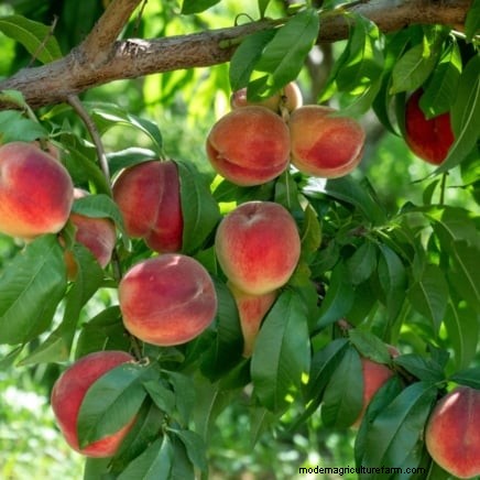 Freestone vs. Clingstone Peaches:Ein umfassender Leitfaden 