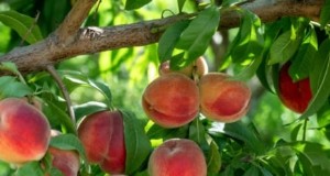 Freestone vs. Clingstone Peaches:een uitgebreide gids 