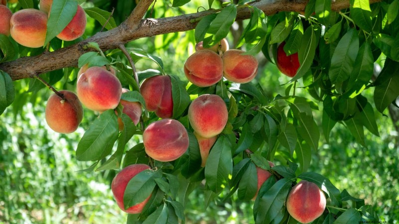 Freestone vs. Clingstone Peaches:Ein umfassender Leitfaden 