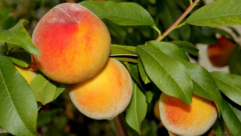 Freestone vs. Clingstone Peaches:Ein umfassender Leitfaden 