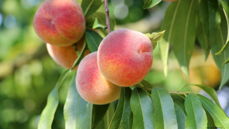 Freestone vs. Clingstone Peaches:Ein umfassender Leitfaden 