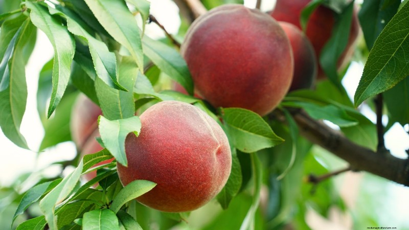 Freestone vs. Clingstone Peaches:Ein umfassender Leitfaden 