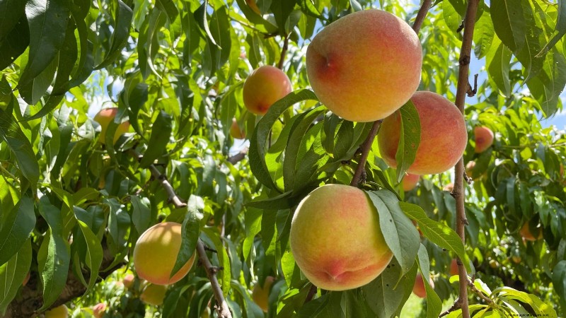Freestone vs. Clingstone Peaches:Ein umfassender Leitfaden 