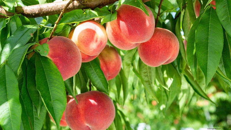 Freestone vs. Clingstone Peaches:Ein umfassender Leitfaden 