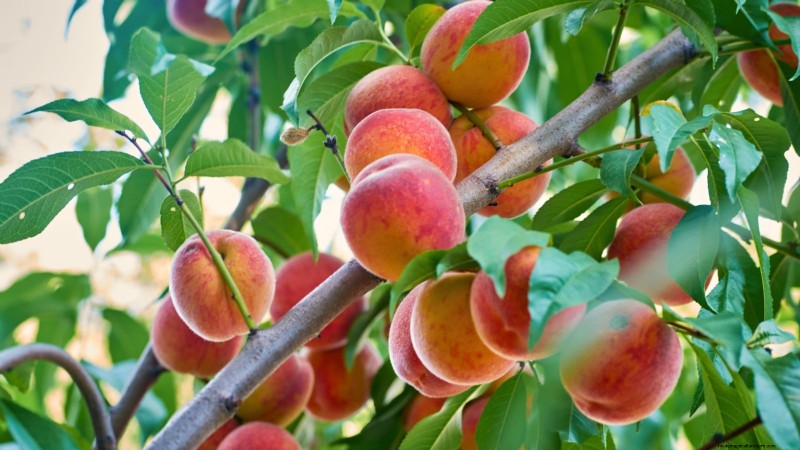 Freestone vs. Clingstone Peaches:Ein umfassender Leitfaden 