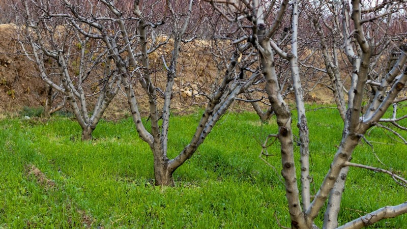Freestone vs. Clingstone Peaches:Ein umfassender Leitfaden 