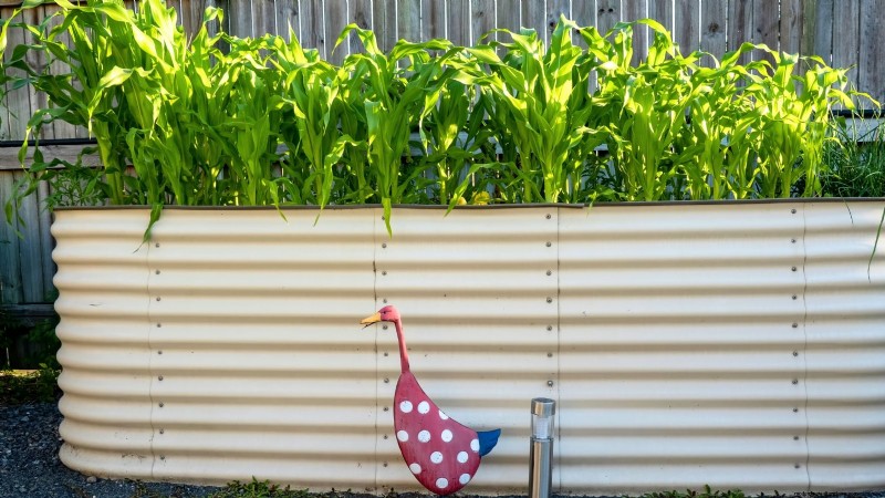 Maïsteelt met verhoogd bed:een uitgebreide gids voor boeren in de achtertuin 