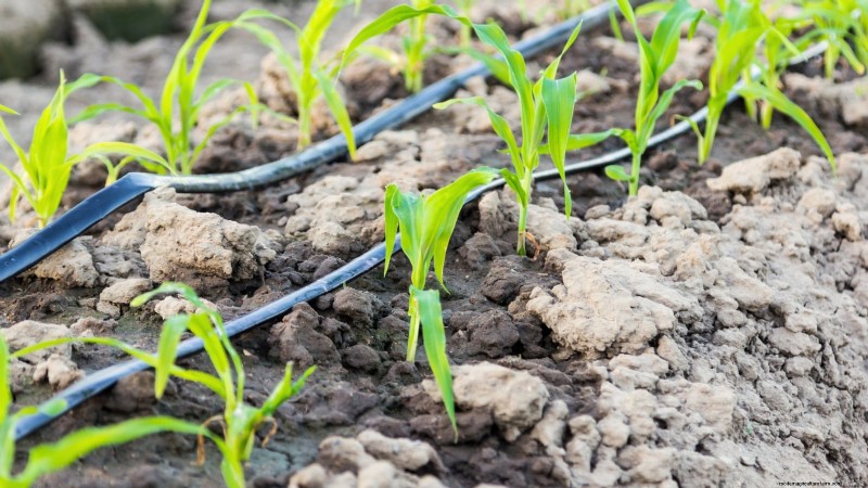 Maïsteelt met verhoogd bed:een uitgebreide gids voor boeren in de achtertuin 