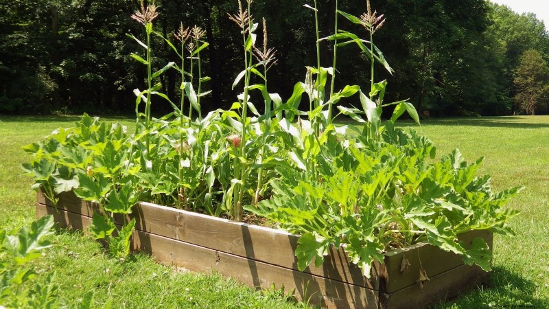 Maïsteelt met verhoogd bed:een uitgebreide gids voor boeren in de achtertuin 