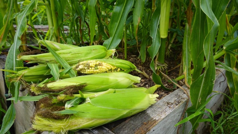 Maïsteelt met verhoogd bed:een uitgebreide gids voor boeren in de achtertuin 