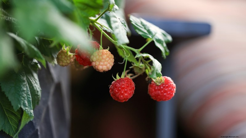 Beste bessenplanten voor containers:15 compacte variëteiten 