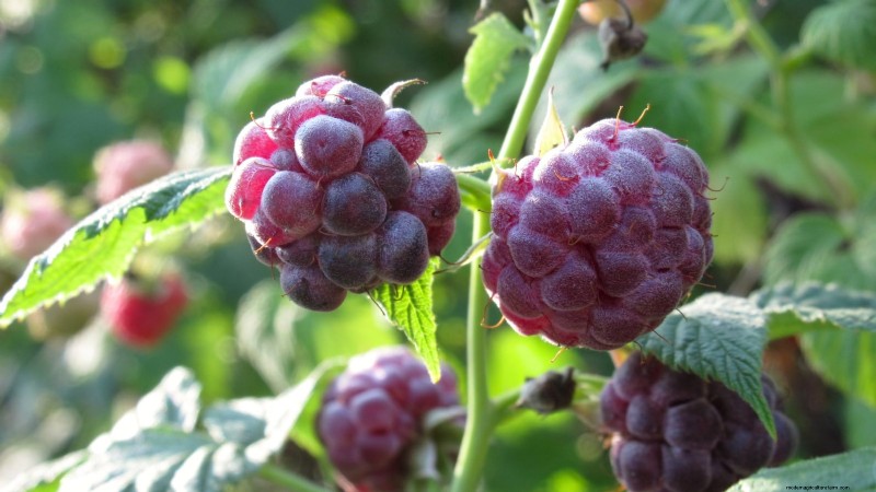Beste bessenplanten voor containers:15 compacte variëteiten 