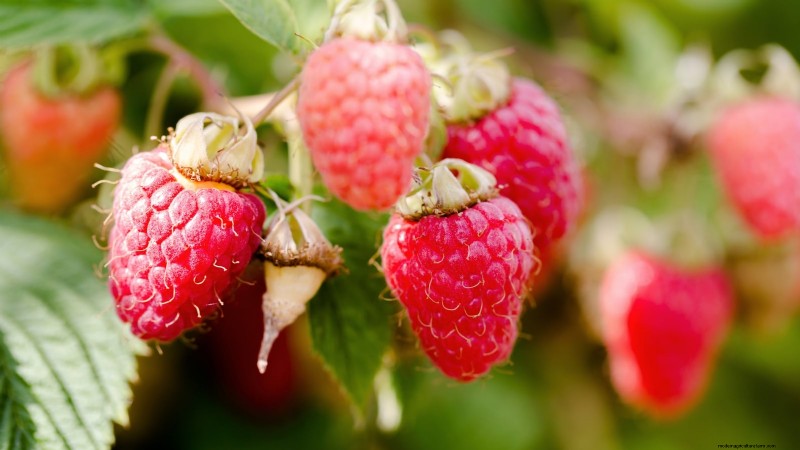 Beste bessenplanten voor containers:15 compacte variëteiten 