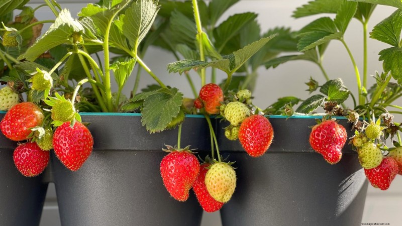 Beste bessenplanten voor containers:15 compacte variëteiten 