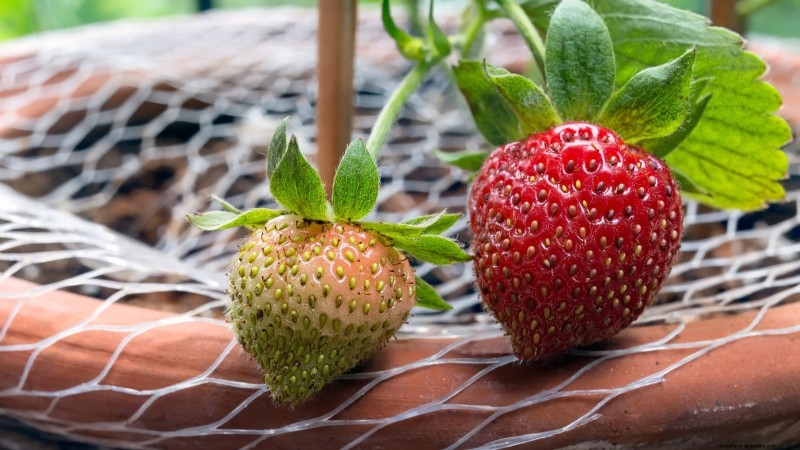 Beste bessenplanten voor containers:15 compacte variëteiten 